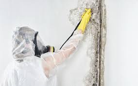 Reliable Lake Hiawatha, NJ Mold Removal Services Solutions